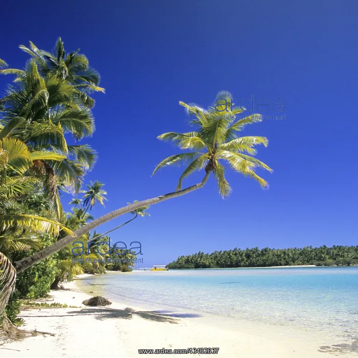 : Cook Islands, dream beach, palm beach, Aitutaki : Cook Islands, dream beach, palm beach, Aitutaki