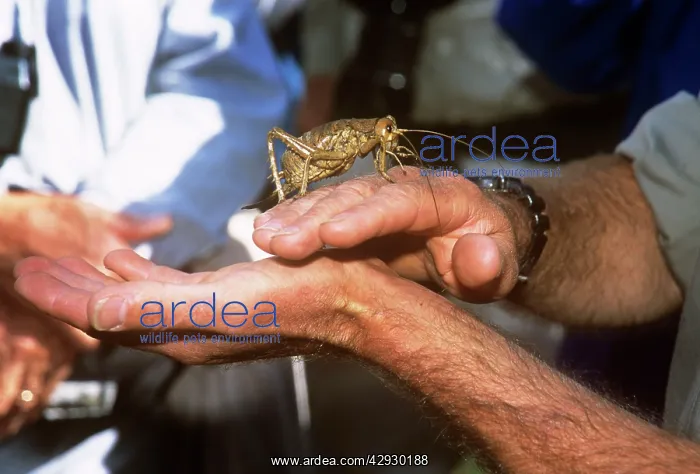 : Cook Strait Giant Weta : Cook Strait Giant Weta