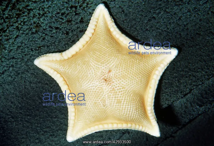 : Cookie Star - deep sea, depth to 800 feet : Cookie Star - deep sea, depth to 800 feet