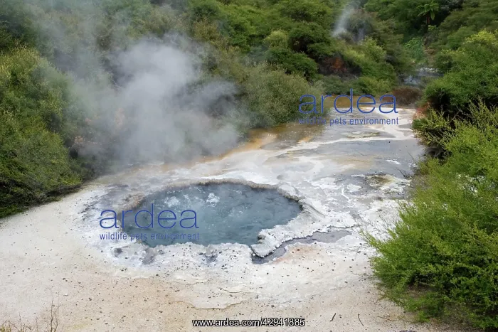 : Cooking Pool - in Maori Ngararatuatara was used : Cooking Pool - in Maori Ngararatuatara was used