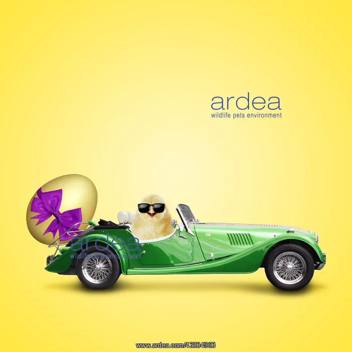  : Cool Chick driving car with large Easter egg