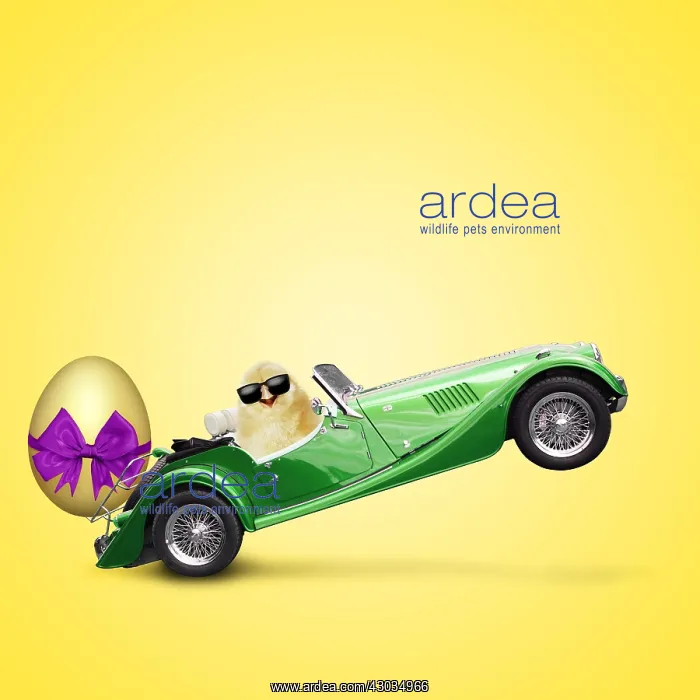  : Cool Chick driving car with large Easter egg