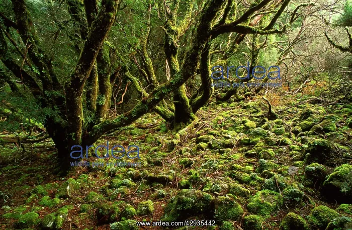 : Cool temperate rainforest: moss-covered Antarctic beech : Cool temperate rainforest: moss-covered Antarctic beech
