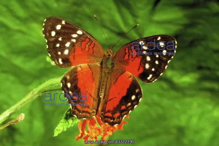 : Coolie butterfly : Coolie butterfly