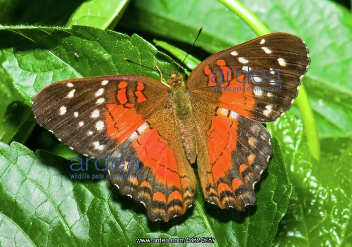 : Coolie Butterfly : Coolie Butterfly