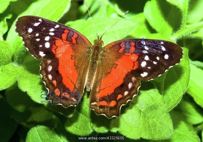 : Coolie Butterfly : Coolie Butterfly