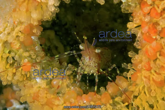 : Coonstripe shrimp Pandalus danae and colonial tunicate Dista : Coonstripe shrimp Pandalus danae and colonial tunicate Dista