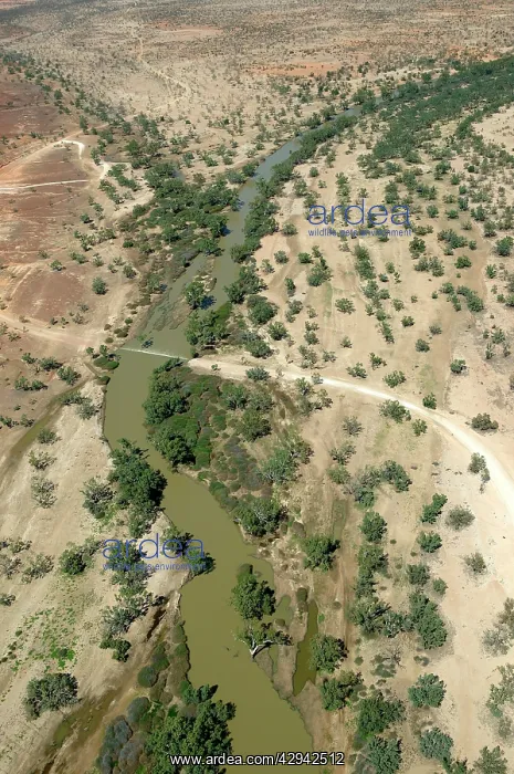 : Cooper Creek.aerial. near Innamincka, South australia : Cooper Creek.aerial. near Innamincka, South australia