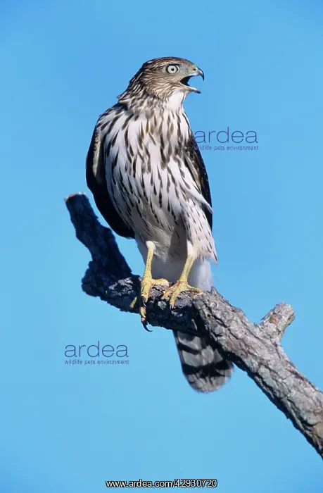 : CooperIs Hawk - juvenile : CooperIs Hawk - juvenile