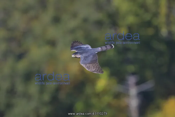 : Cooper's Hawk - Accipiter cooperii - adult - During : Cooper's Hawk - Accipiter cooperii - adult - During