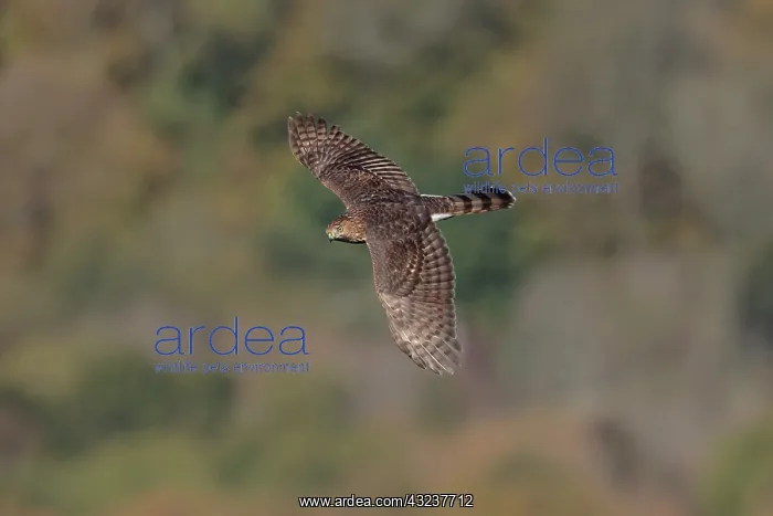 : Cooper's Hawk Accipiter cooperii immature first year : Cooper's Hawk Accipiter cooperii immature first year