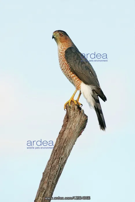 : Cooper's Hawk - adult : Cooper's Hawk - adult