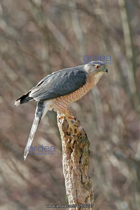 : Cooper's Hawk - adult : Cooper's Hawk - adult