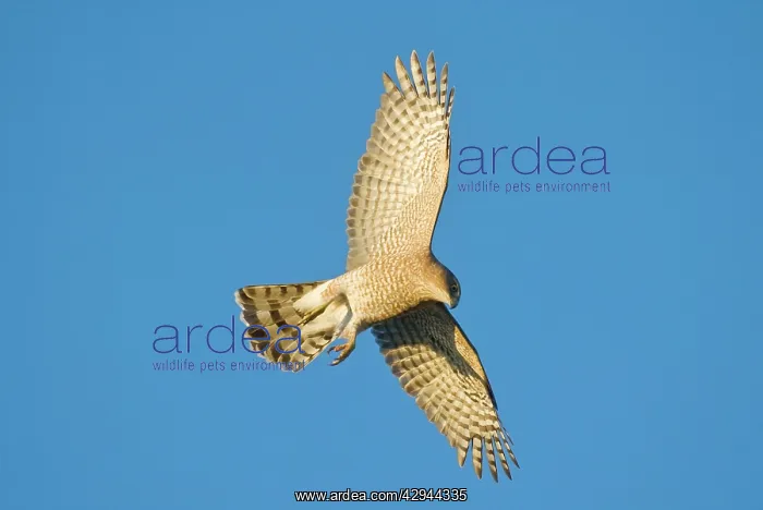 : Cooper's Hawk - adult. During fall migration in October : Cooper's Hawk - adult. During fall migration in October