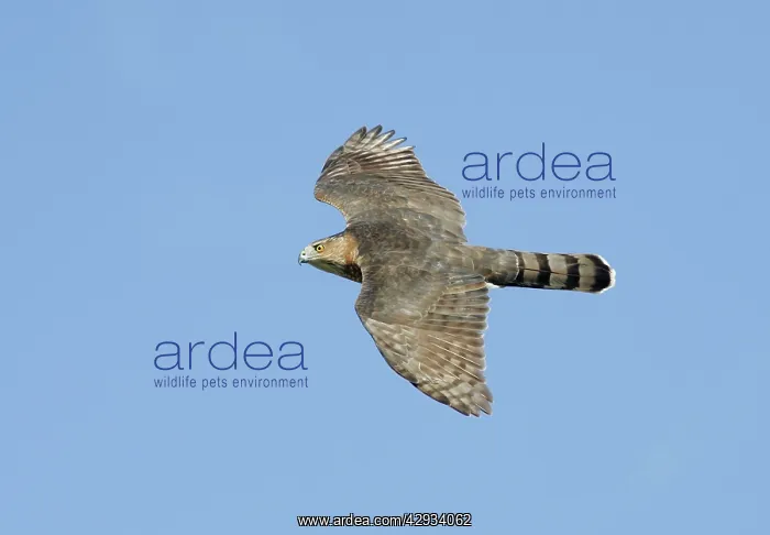 : Cooper's Hawk - adult, in flight : Cooper's Hawk - adult, in flight