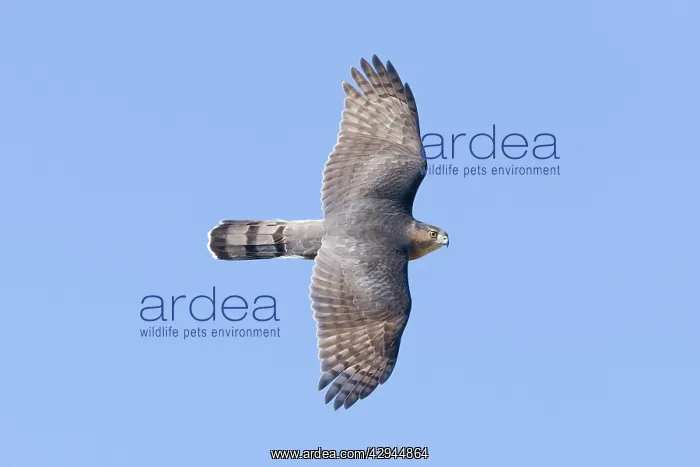 : Cooper's Hawk - adult in flight : Cooper's Hawk - adult in flight