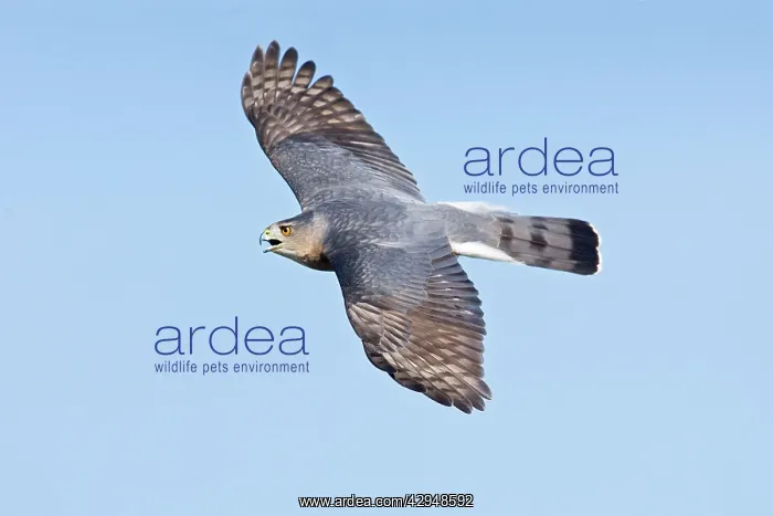 : Cooper's Hawk - adult in flight : Cooper's Hawk - adult in flight