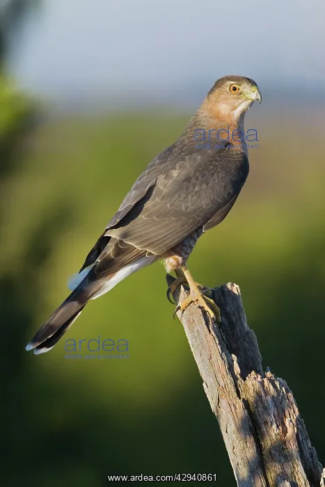 : Cooper's Hawk - adult in late October at Cape May : Cooper's Hawk - adult in late October at Cape May