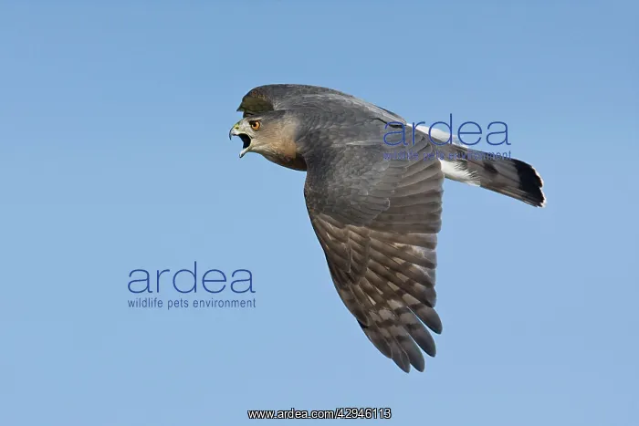 : Cooper's Hawk - adult. In migration : Cooper's Hawk - adult. In migration