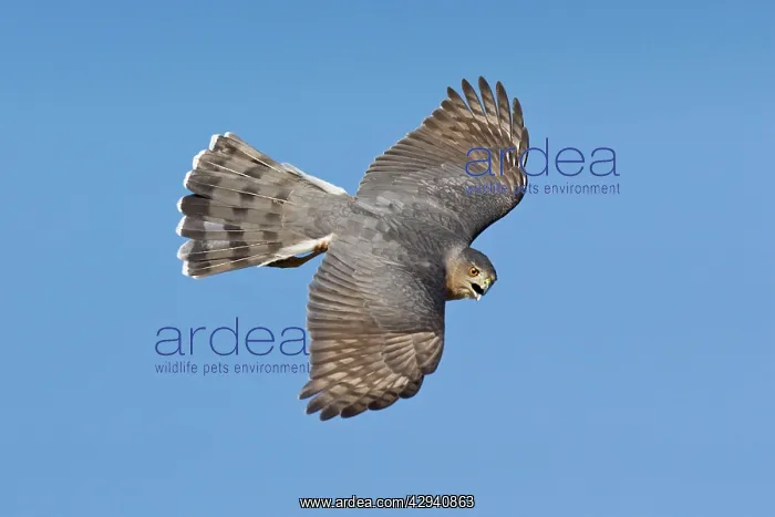 : Cooper's Hawk - adult in migration in Oct : Cooper's Hawk - adult in migration in Oct