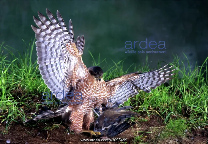 : Cooper's Hawk attacks prey : Cooper's Hawk attacks prey