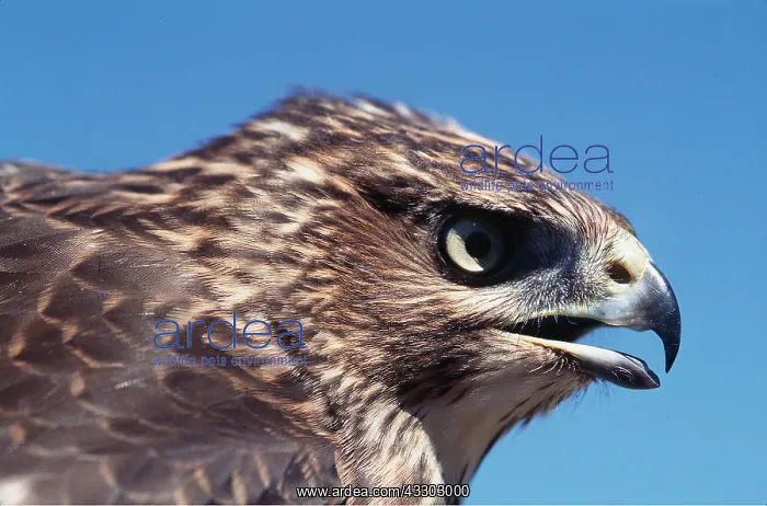 : COOPER'S HAWK - close-up of head : COOPER'S HAWK - close-up of head