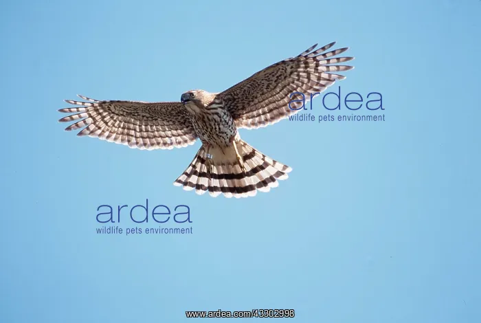 : COOPER'S HAWK - IN FLIGHT : COOPER'S HAWK - IN FLIGHT