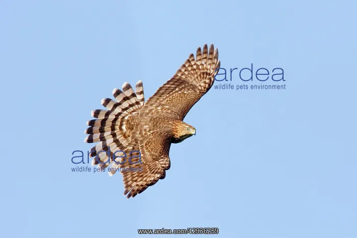  : Cooper's Hawk - in flight, immature