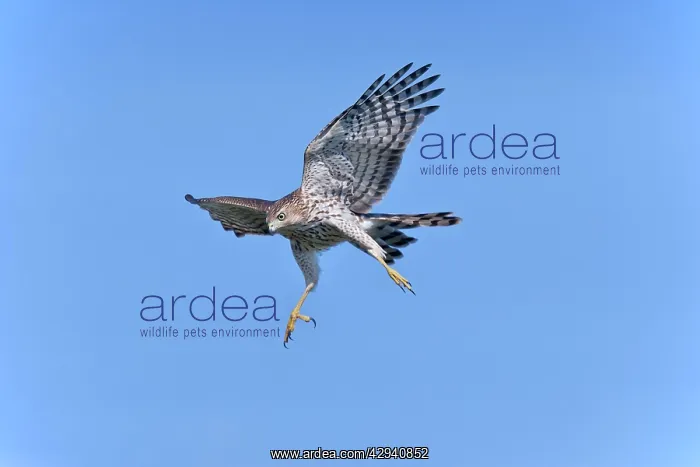 : Cooper's Hawk in flight - immature : Cooper's Hawk in flight - immature
