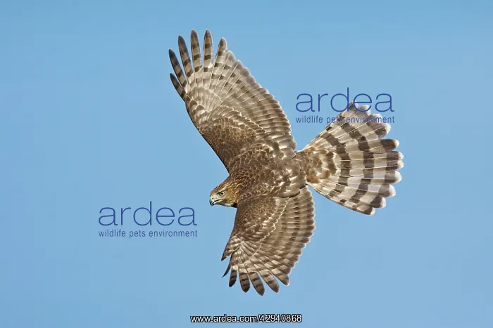 : Cooper's Hawk in flight - immature : Cooper's Hawk in flight - immature