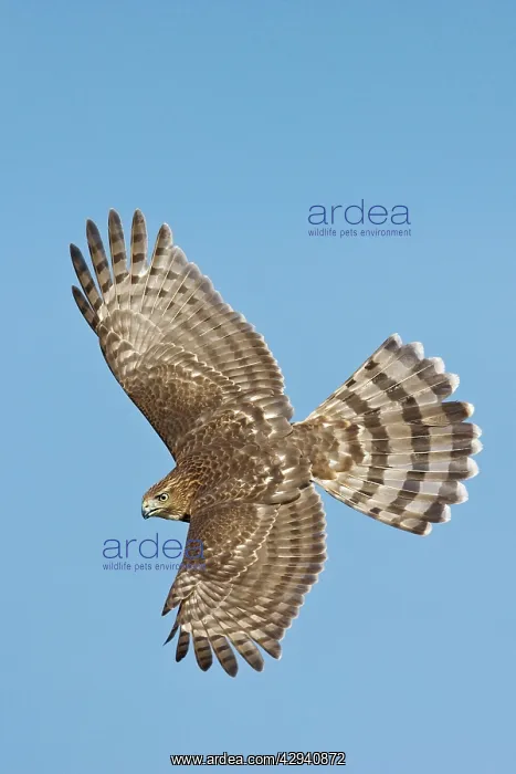 : Cooper's Hawk in flight - immature : Cooper's Hawk in flight - immature