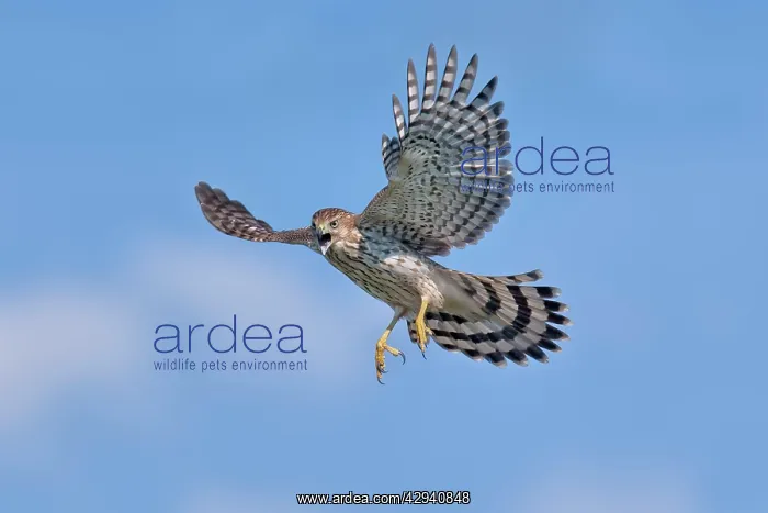 : Cooper's Hawk in flight - immature in flight - : Cooper's Hawk in flight - immature in flight -