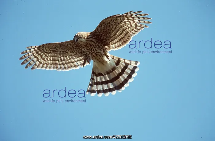 : Cooper's Hawk - in flight, Juvenile : Cooper's Hawk - in flight, Juvenile