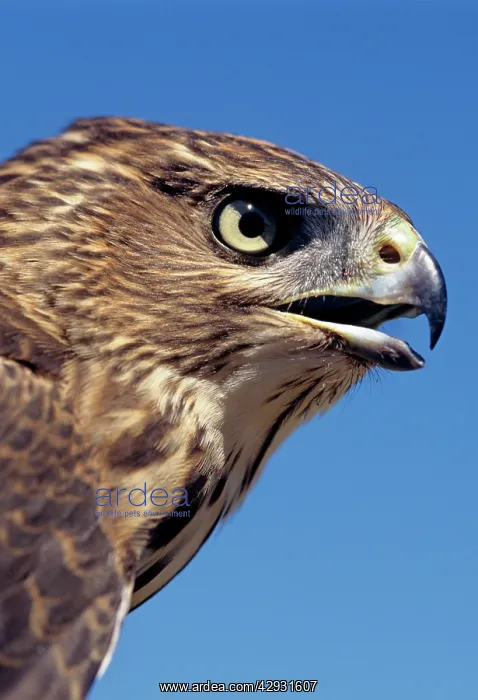 : Cooper's Hawk - immature : Cooper's Hawk - immature