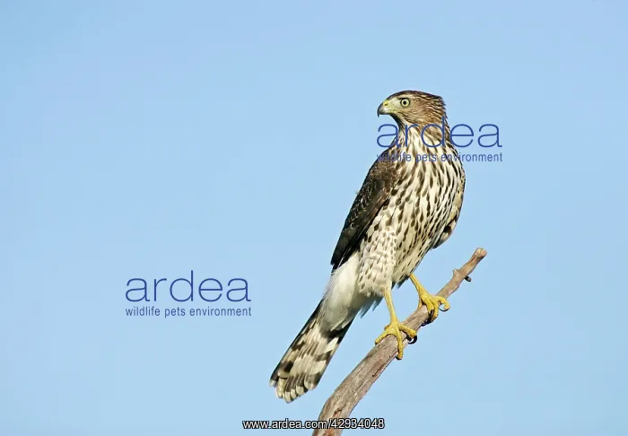: Cooper's Hawk - immature : Cooper's Hawk - immature