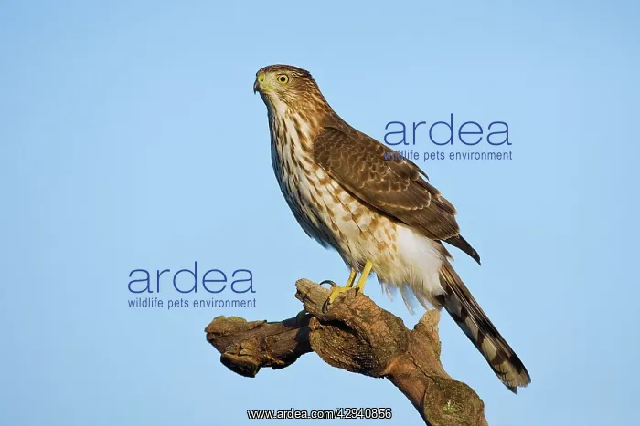 : Cooper's Hawk - immature : Cooper's Hawk - immature