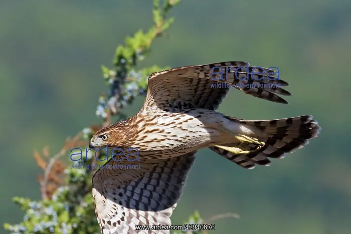 : Cooper's Hawk - immature : Cooper's Hawk - immature
