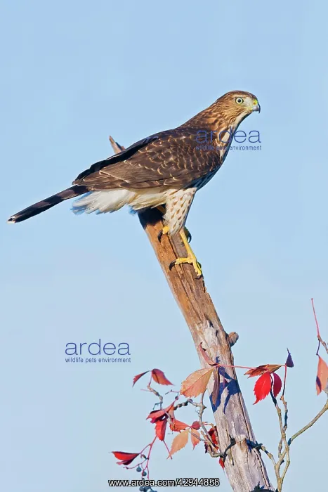 : Cooper's Hawk - immature : Cooper's Hawk - immature