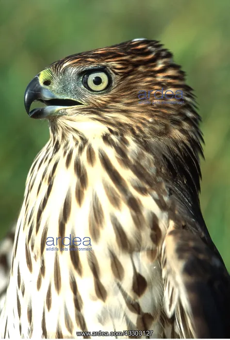 : Cooper's Hawk - immature : Cooper's Hawk - immature