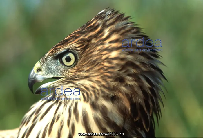 : COOPER'S HAWK - immature, close-up of head : COOPER'S HAWK - immature, close-up of head