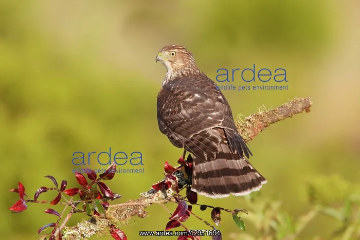 : Cooper's Hawk - immature - during fall migration : Cooper's Hawk - immature - during fall migration