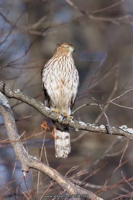 : Cooper's Hawk - immature in first winter : Cooper's Hawk - immature in first winter