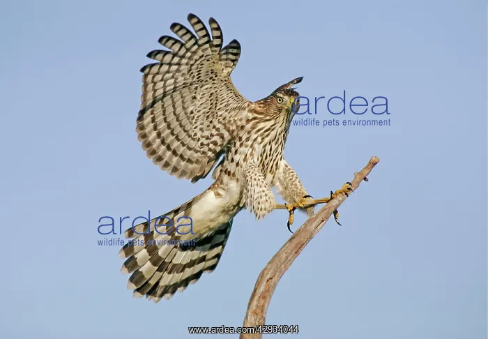 : Cooper's Hawk - Immature in flight : Cooper's Hawk - Immature in flight