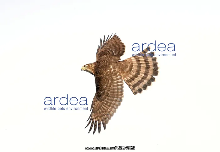 : Cooper's Hawk - immature in flight : Cooper's Hawk - immature in flight