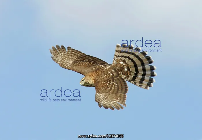 : Cooper's Hawk - immature in flight : Cooper's Hawk - immature in flight