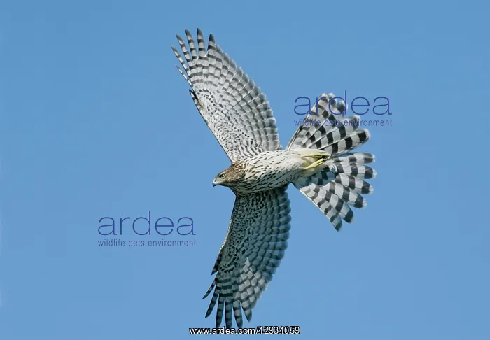 : Cooper's Hawk - immature in flight : Cooper's Hawk - immature in flight