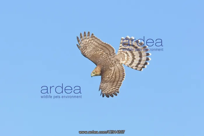  : Cooper's Hawk - immature in flight