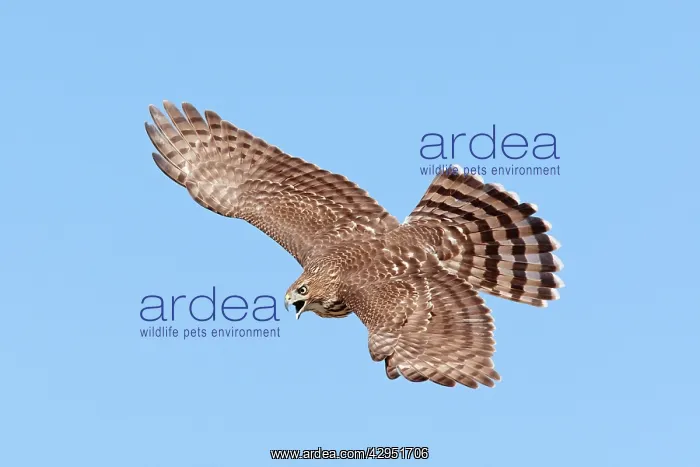 : Cooper's Hawk - immature in flight : Cooper's Hawk - immature in flight
