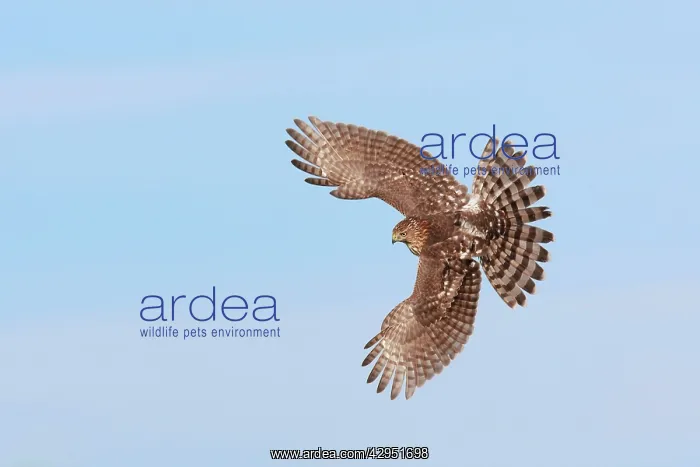 : Cooper's Hawk - immature in flight - during fall : Cooper's Hawk - immature in flight - during fall