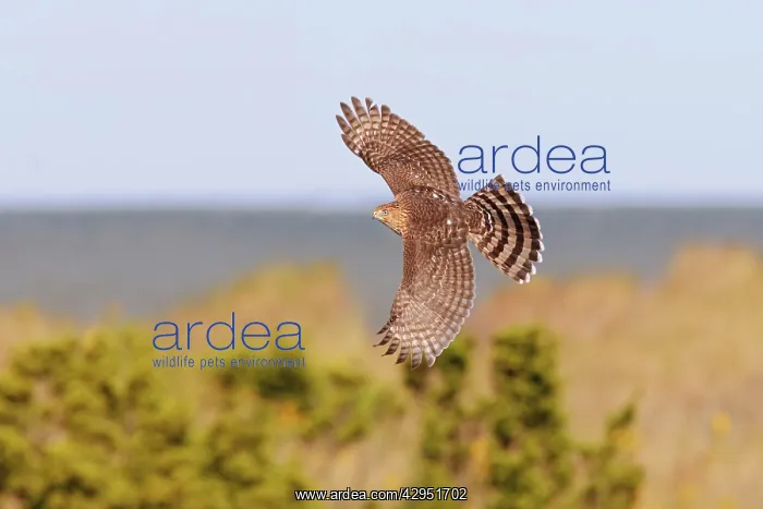 : Cooper's Hawk - immature in flight - during fall : Cooper's Hawk - immature in flight - during fall